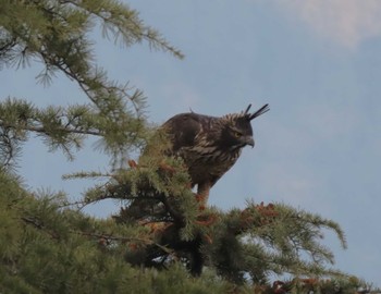 Mountain Hawk-Eagle Uttaranchal Sun, 1/14/2024