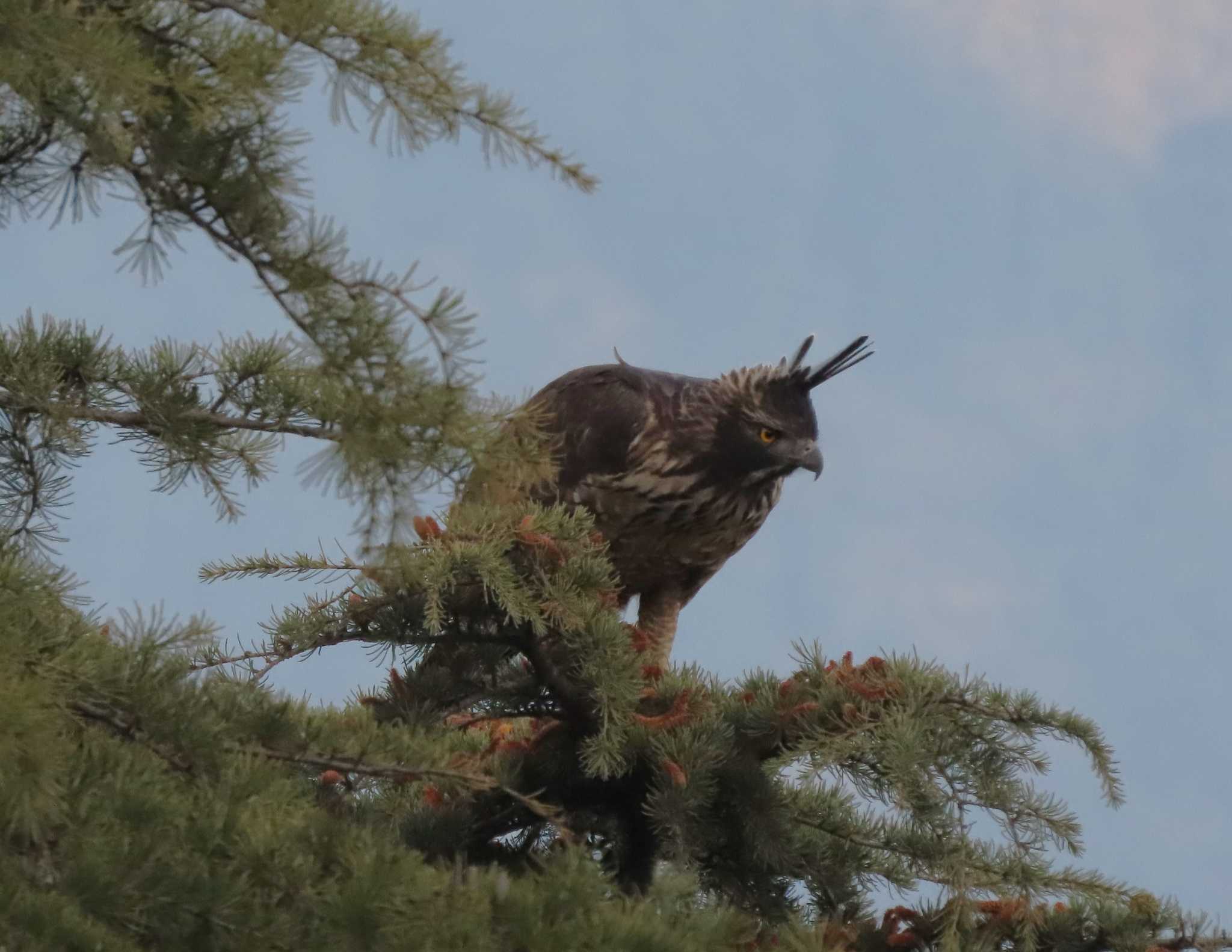 Photo of Mountain Hawk-Eagle at Uttaranchal by Torori