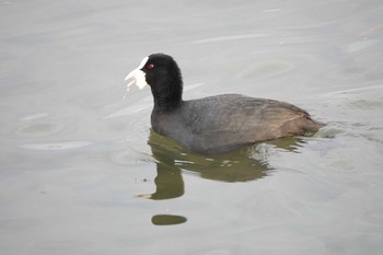 オオバン 昆陽池公園 2018年12月23日(日)