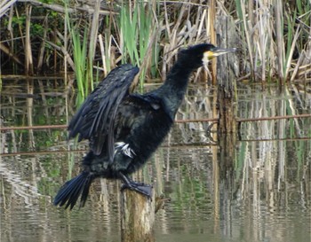 カワウ 舞岡公園 2024年4月8日(月)