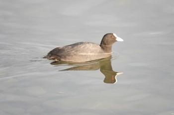 オオバン 昆陽池公園 2018年12月23日(日)