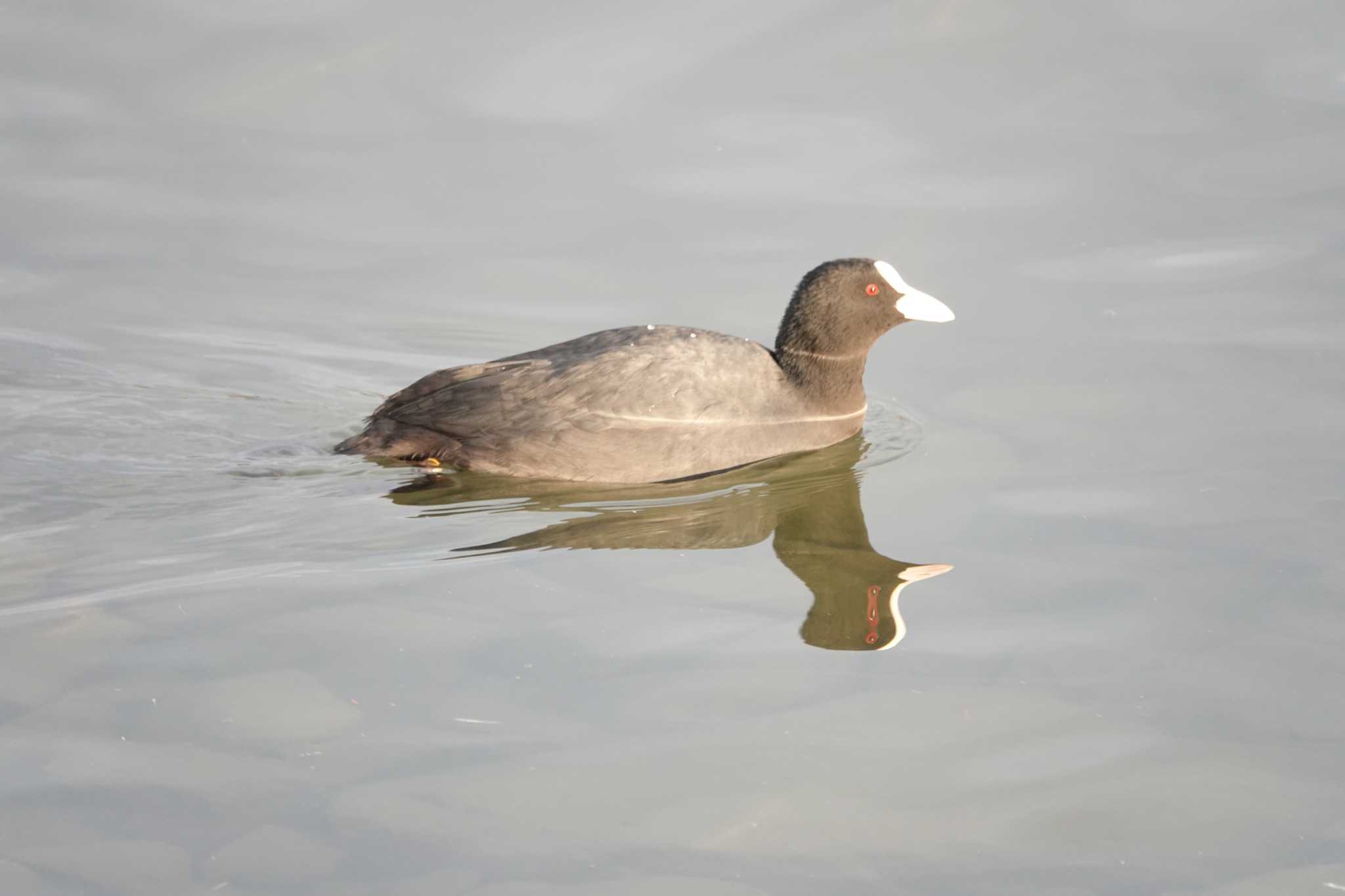 Eurasian Coot