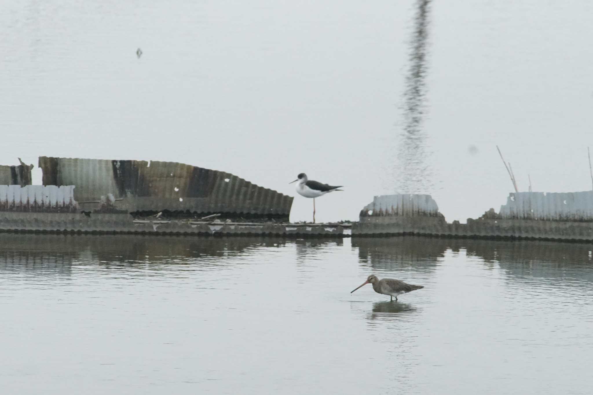 Photo of Black-tailed Godwit at Inashiki by bea