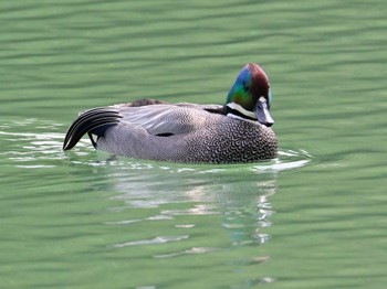 ヨシガモ 馬見丘陵公園 2024年4月5日(金)