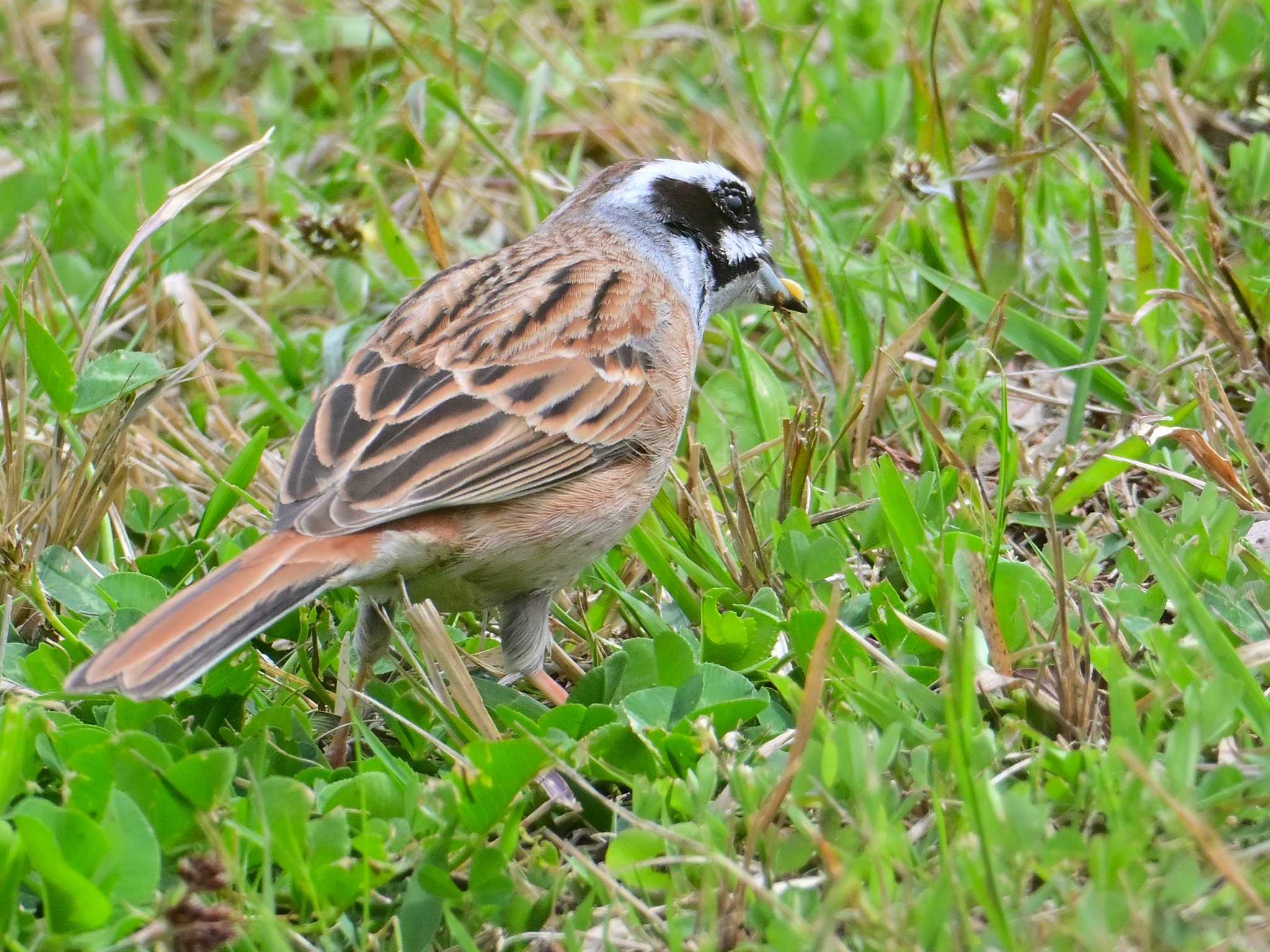 Meadow Bunting