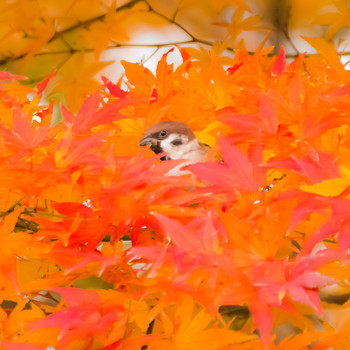 スズメ 六本木檜町公園 2016年12月4日(日)