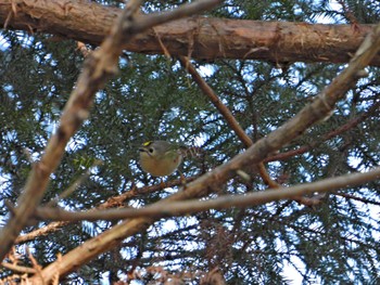 Goldcrest 阿見町ふれあいの森 茨城県稲敷郡阿見町 Sat, 2/10/2024