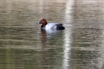 Common Pochard Tomakomai Experimental Forest Sat, 4/6/2024