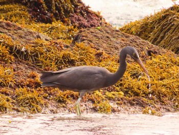 Pacific Reef Heron 真鶴岬 Tue, 4/2/2024