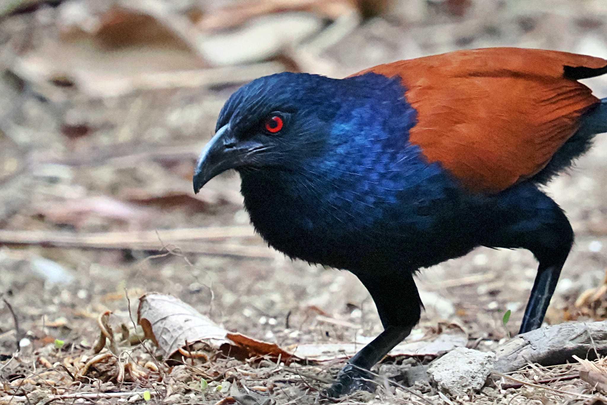 Photo of Greater Coucal at ベトナム by 藤原奏冥