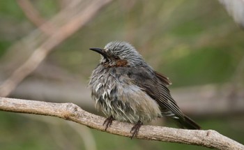 Brown-eared Bulbul 磐田大池 Sun, 3/31/2024