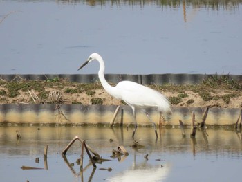 Great Egret(modesta)  Izunuma Fri, 4/5/2024