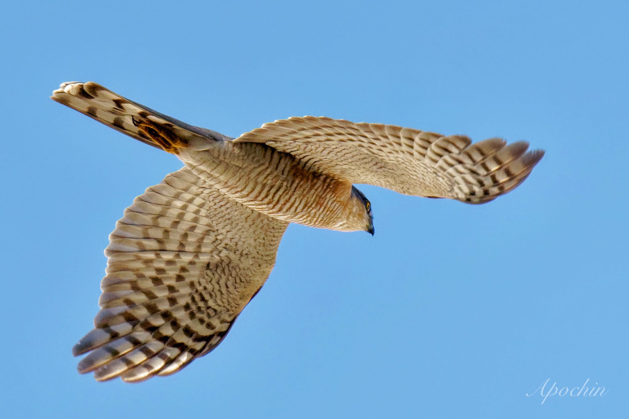 Photo of Eurasian Sparrowhawk at 日野市 by アポちん