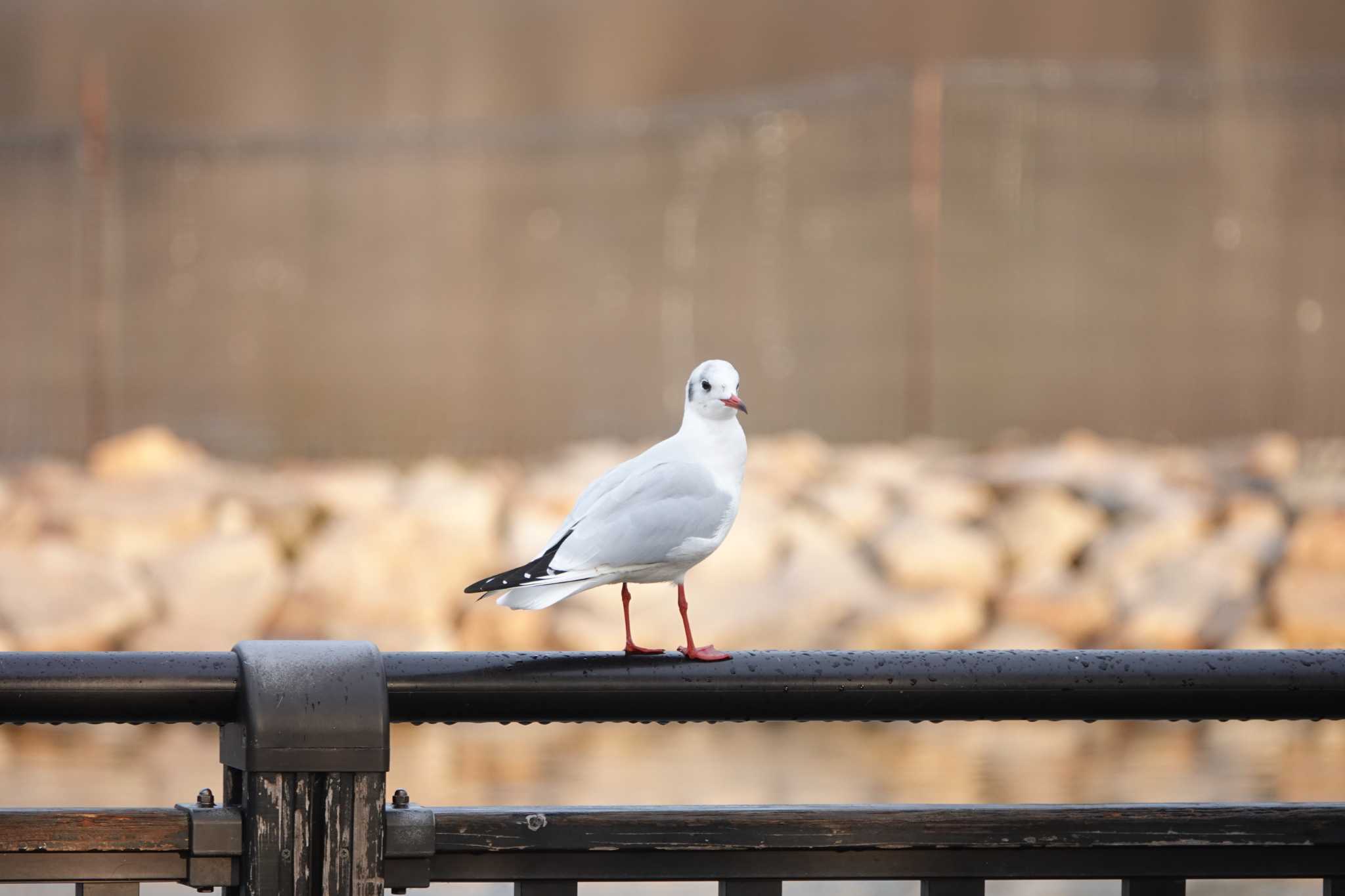 Black-headed Gull