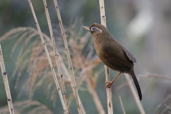 ガビチョウ こども自然公園 (大池公園/横浜市) 2024年3月24日(日)