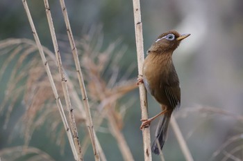 ガビチョウ こども自然公園 (大池公園/横浜市) 2024年3月24日(日)