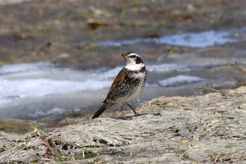 Dusky Thrush 茨戸川緑地 Mon, 4/8/2024