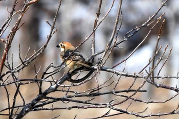 Bull-headed Shrike 茨戸川緑地 Mon, 4/8/2024