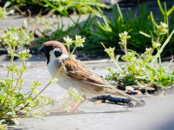 Eurasian Tree Sparrow 柏尾川 Sun, 4/7/2024