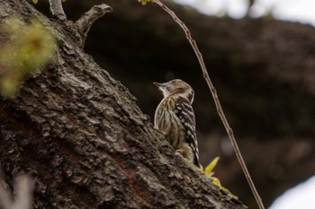 Japanese Pygmy Woodpecker 藤沢市新林公園 Mon, 4/8/2024