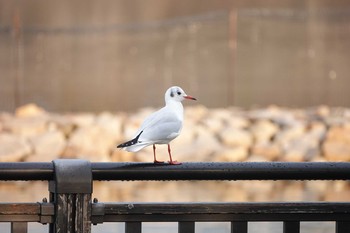 ユリカモメ 昆陽池公園 2018年12月23日(日)