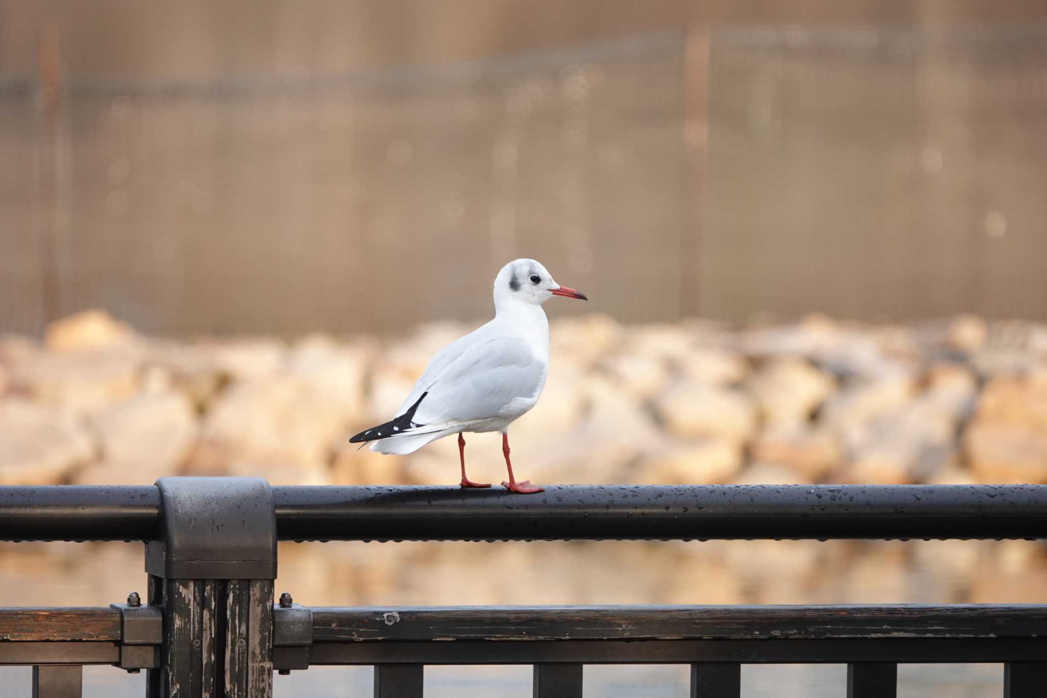 Black-headed Gull