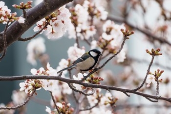 シジュウカラ 横須賀市 2024年4月8日(月)