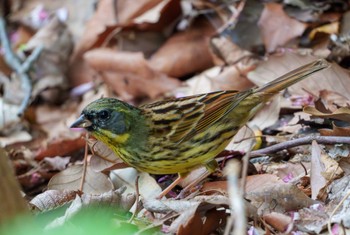 Masked Bunting 藤沢市新林公園 Mon, 4/8/2024