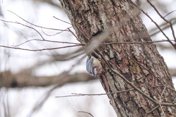 Eurasian Nuthatch Yanagisawa Pass Sat, 4/6/2024