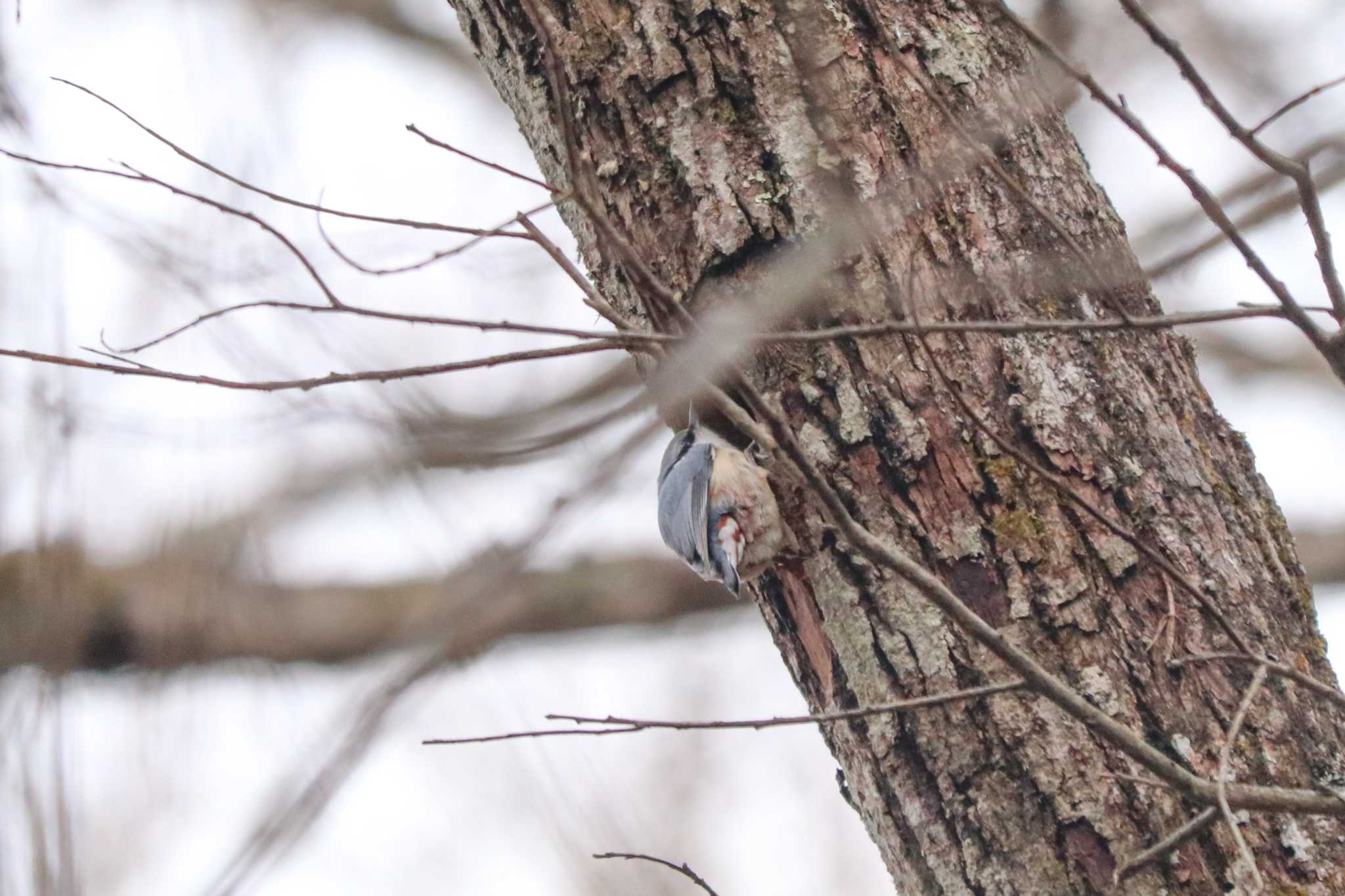 Eurasian Nuthatch