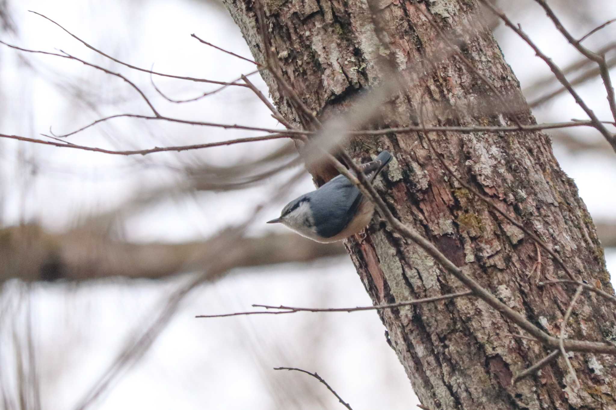 Eurasian Nuthatch