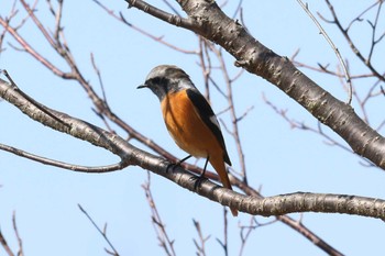 Daurian Redstart Akashi Park Sun, 3/3/2024