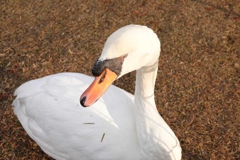 コブハクチョウ 昆陽池公園 2018年12月23日(日)