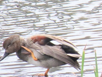 Gadwall 境川遊水池 Sun, 4/7/2024