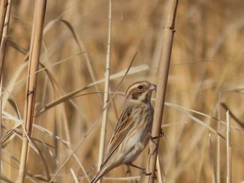 Common Reed Bunting 境川遊水池 Sun, 4/7/2024