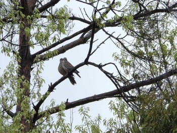 Oriental Turtle Dove 自宅裏 Tue, 4/9/2024