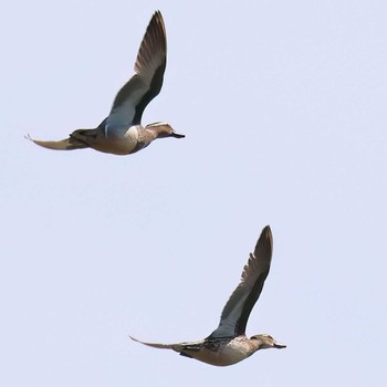 Garganey 浮島ヶ原自然公園 Sun, 4/7/2024