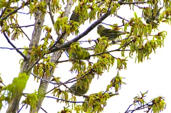 Eurasian Siskin 厚木七沢森林公園 Sun, 4/7/2024