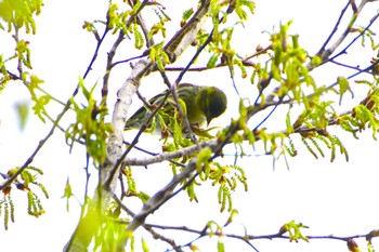 マヒワ 厚木七沢森林公園 2024年4月7日(日)