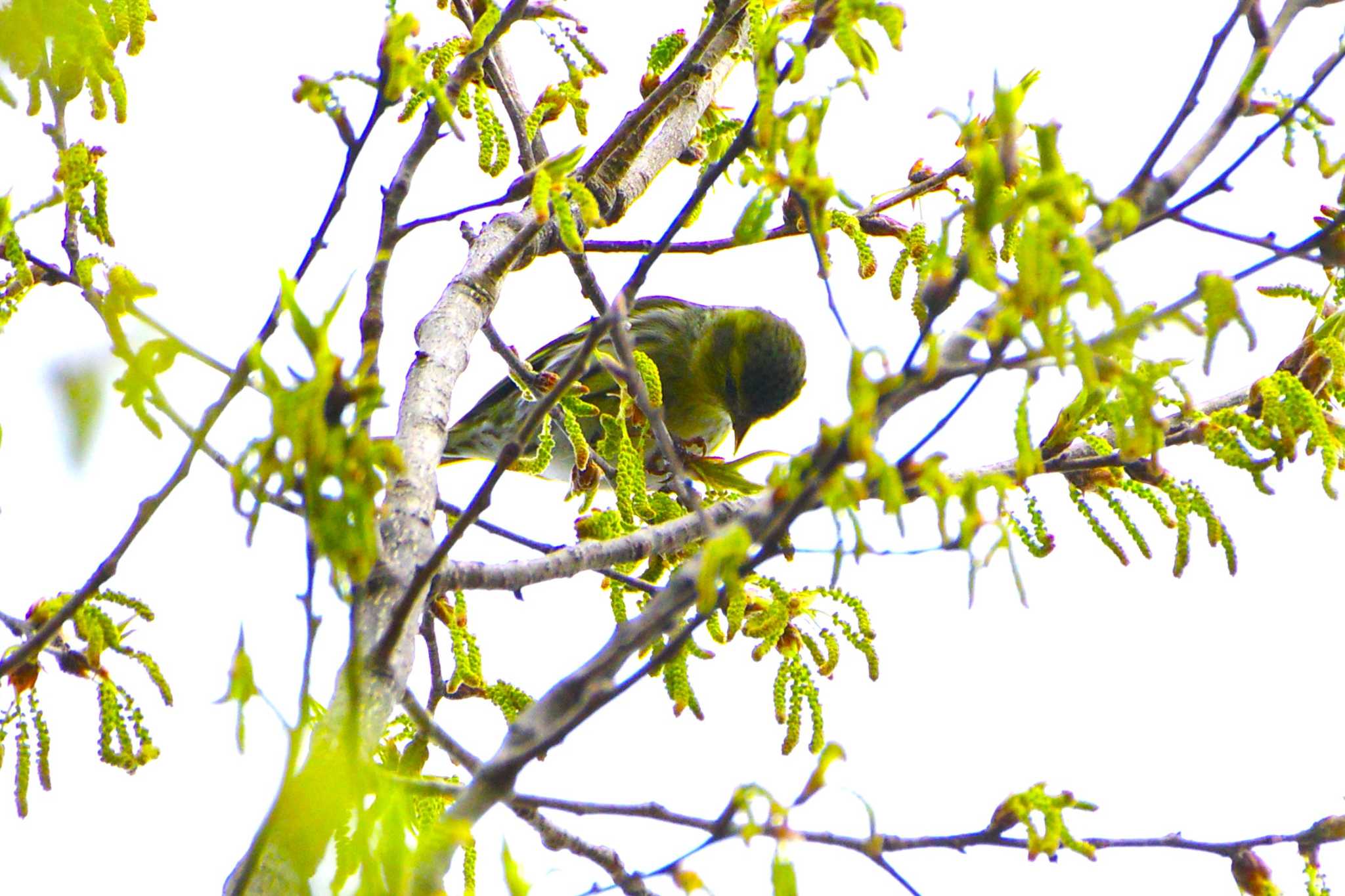 Photo of Eurasian Siskin at 厚木七沢森林公園 by BW11558