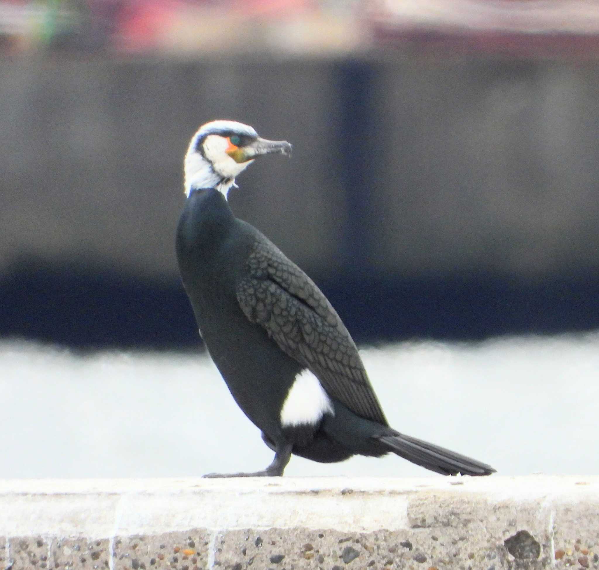 Photo of Japanese Cormorant at  by サジタリウスの眼