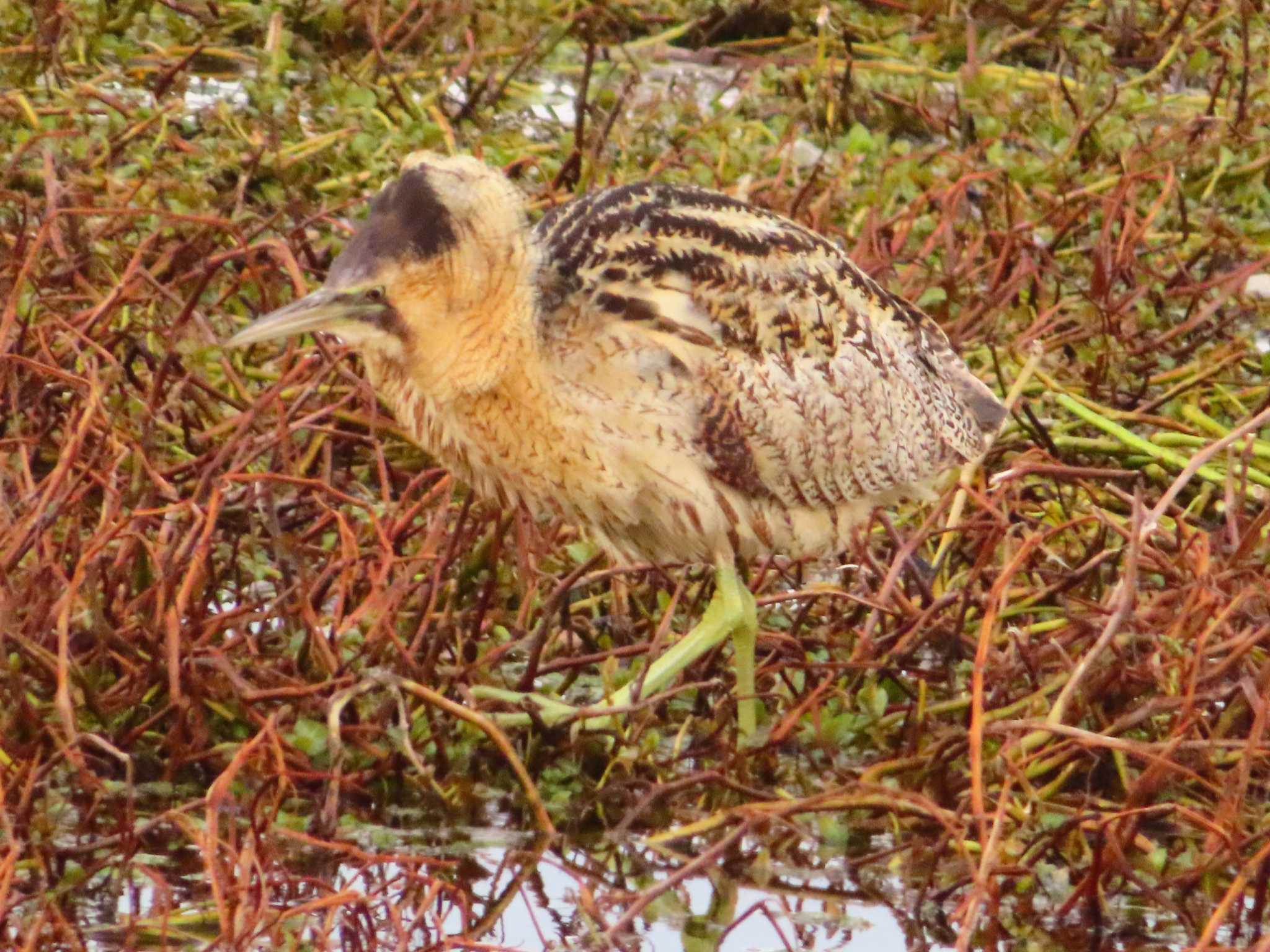 Photo of Eurasian Bittern at 伊庭内湖 by ゆ