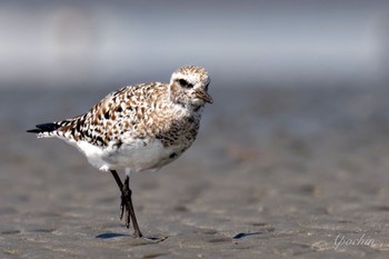 Grey Plover Sambanze Tideland Sat, 3/30/2024