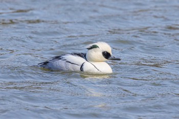 Smew Akashi Park Mon, 3/4/2024