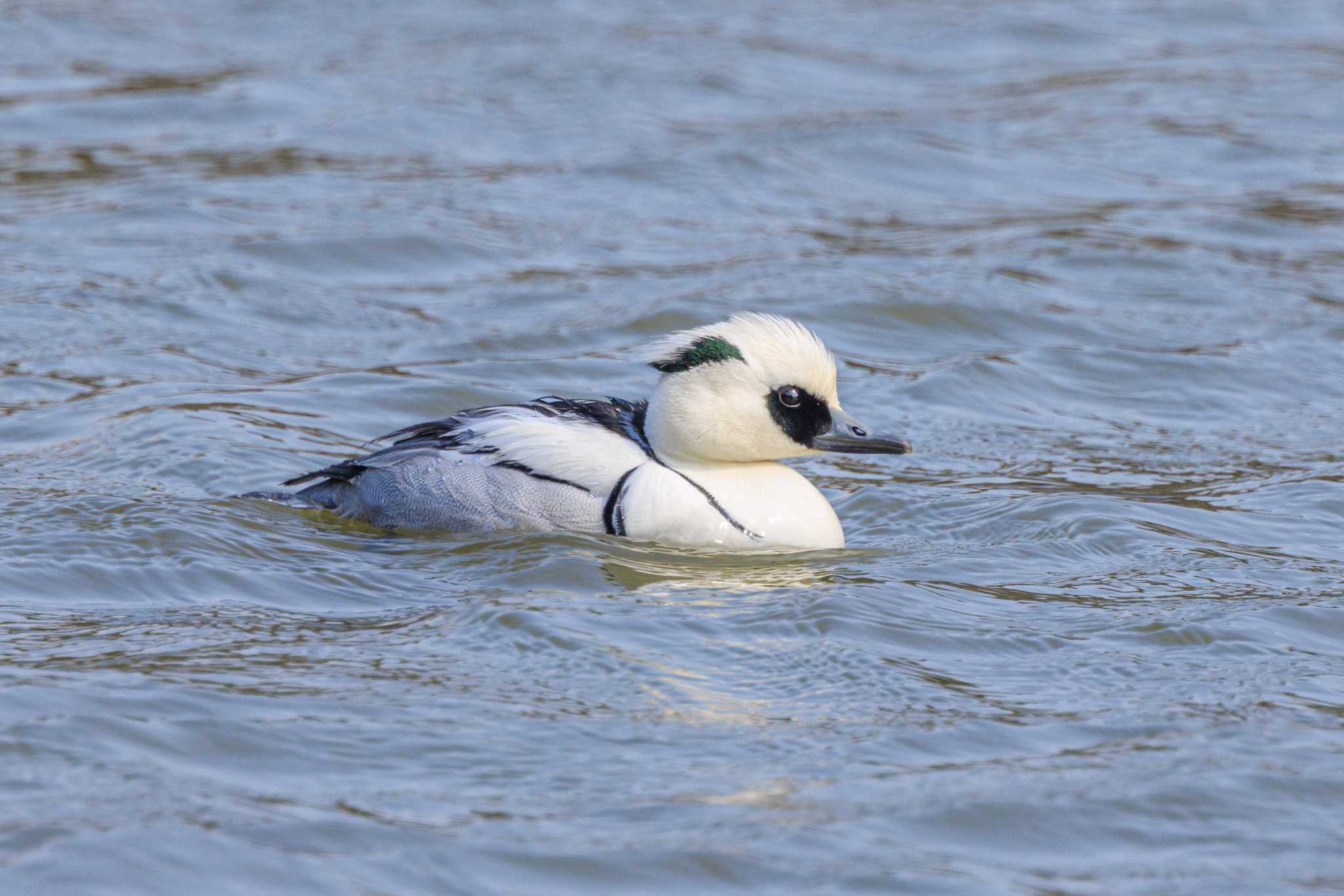 Photo of Smew at Akashi Park by ときのたまお