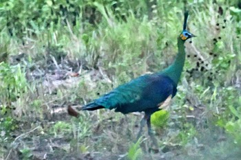 Green Peafowl ベトナム Tue, 4/2/2024