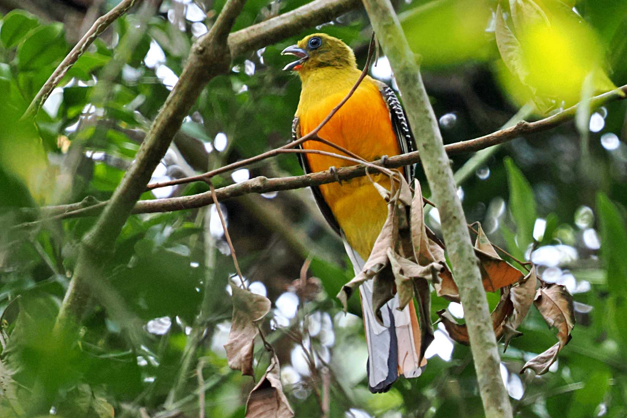 Photo of Orange-breasted Trogon at ベトナム by 藤原奏冥