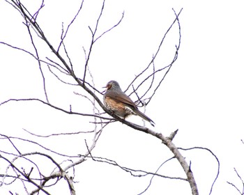 Brown-eared Bulbul 浜寺公園 Fri, 4/5/2024