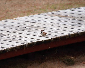 Eurasian Tree Sparrow 浜寺公園 Fri, 4/5/2024