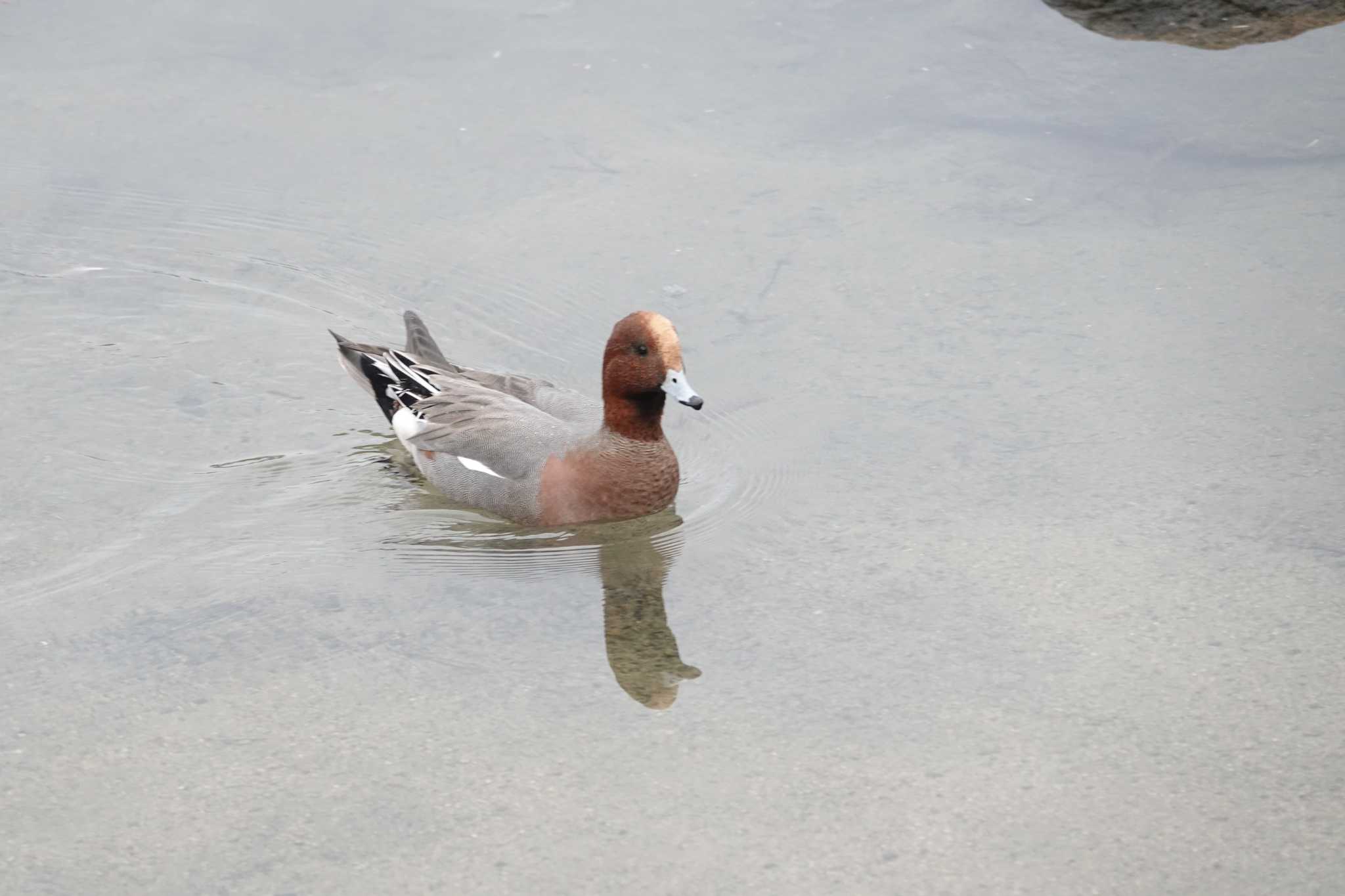 Eurasian Wigeon